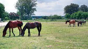 caballos sueltos