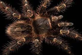 araña1