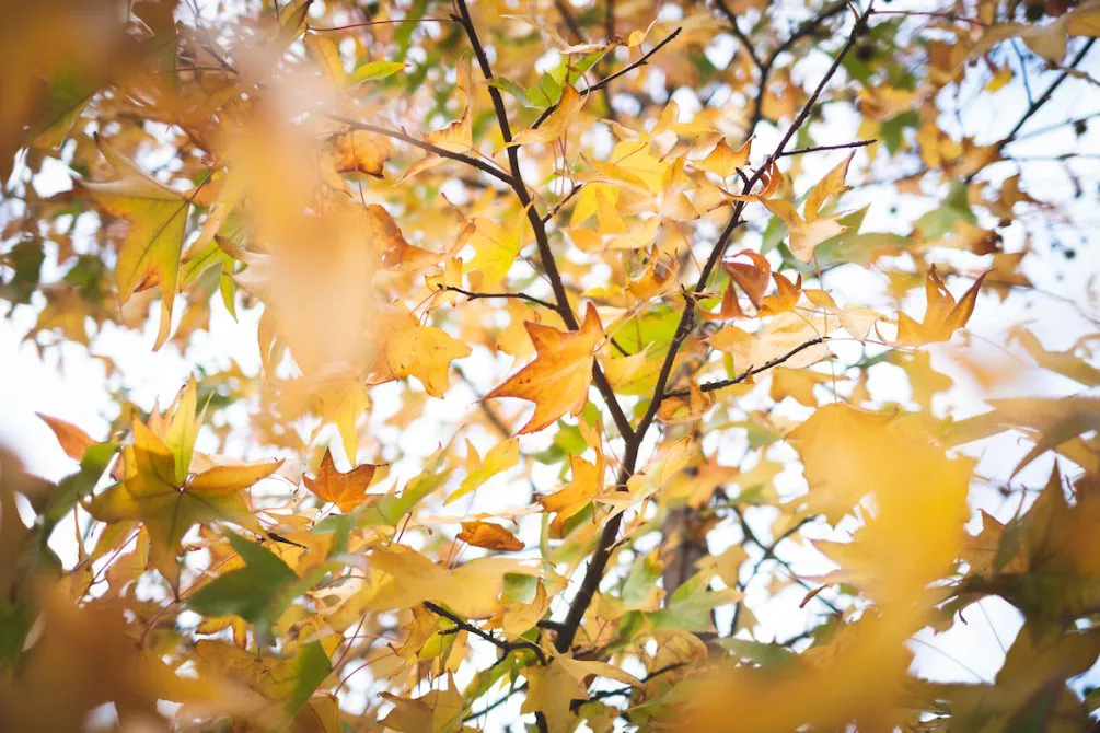 otoño 2