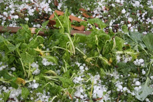 cultivo afectado por granizo