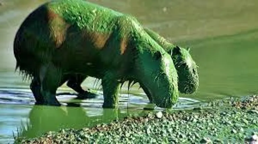 carpinchos verdes en salto grande