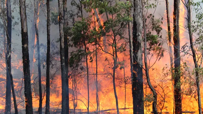 incendio-forestal-fuego
