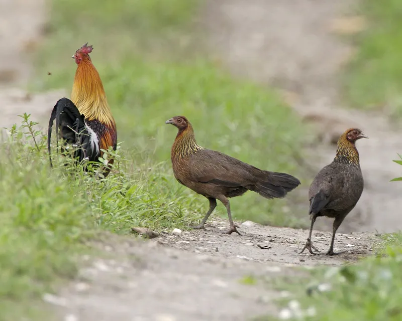 Gallus_gallus_-Kaziranga_National_Park_Assam_India-8