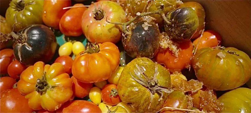 cata del tomate