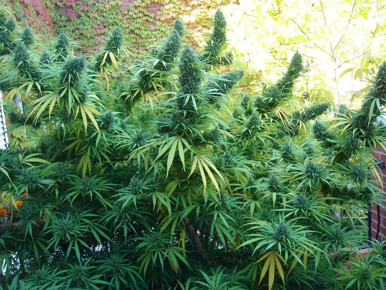 cogollos-de-marihuana