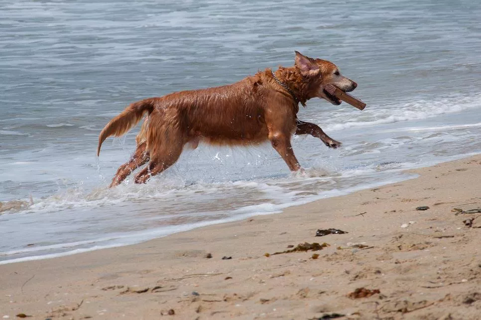 perros en la playa