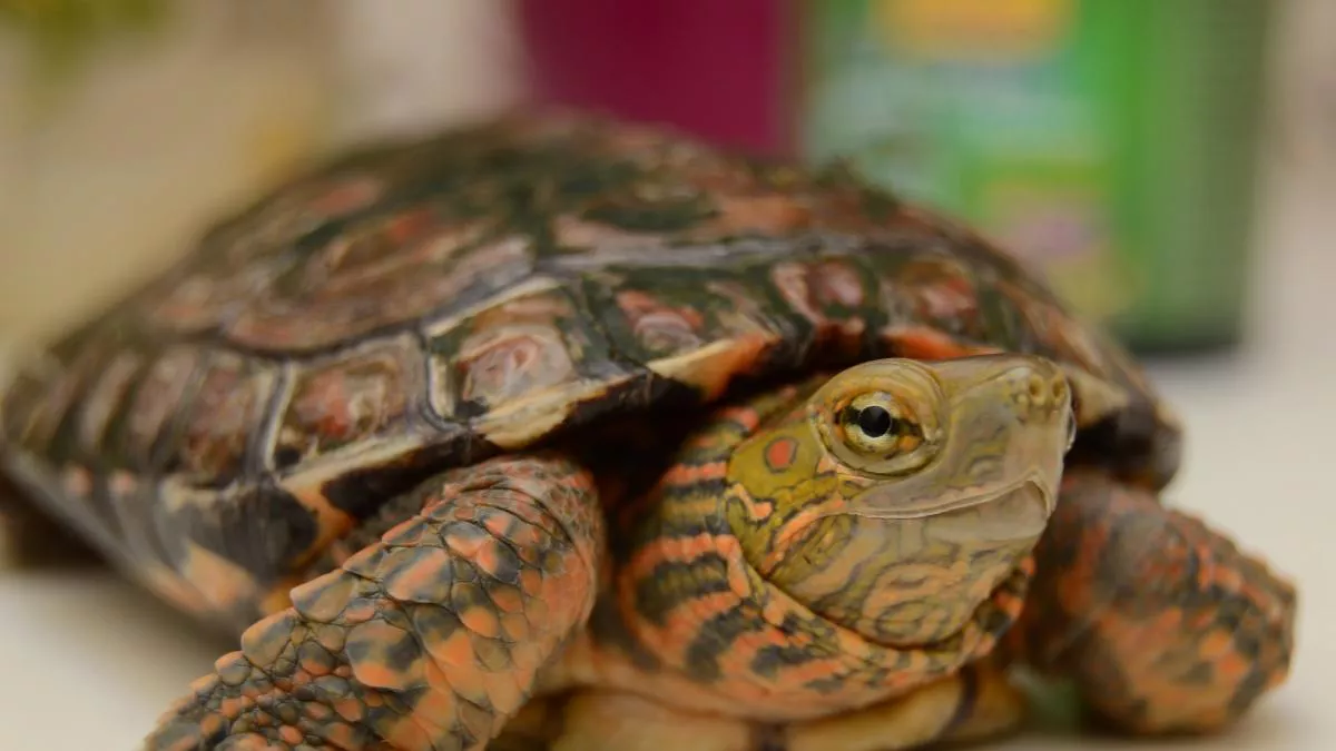 tortuga-mascota