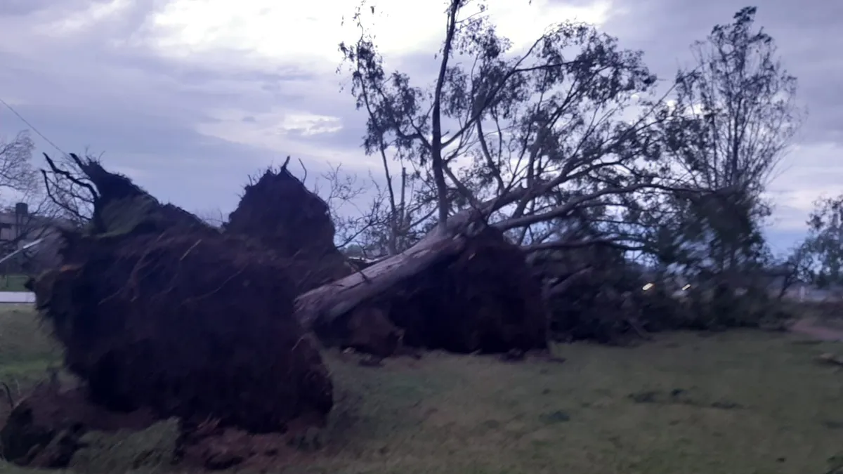arbol-caido-paysandu-temporal-julio-11jpg