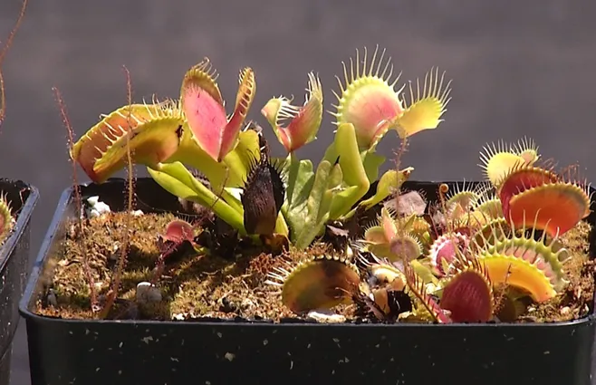 plantas carnivoras