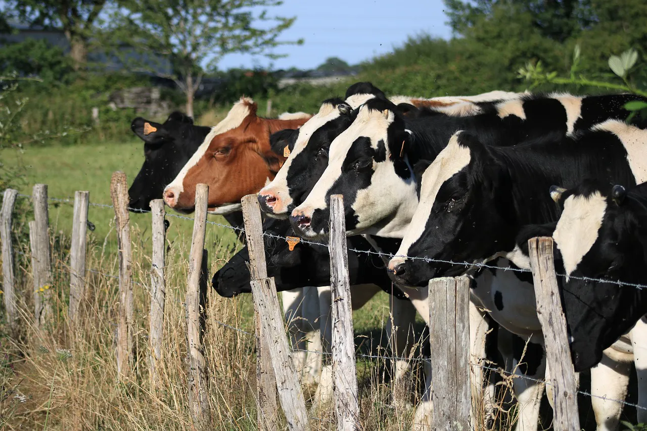 vacas